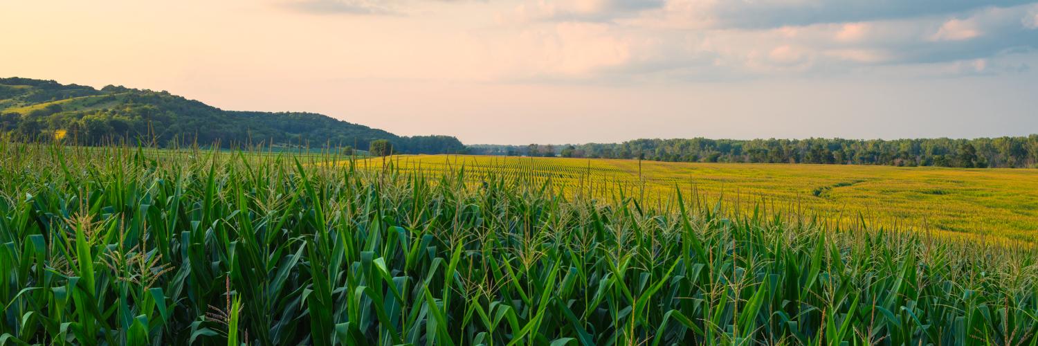cornfield landscape