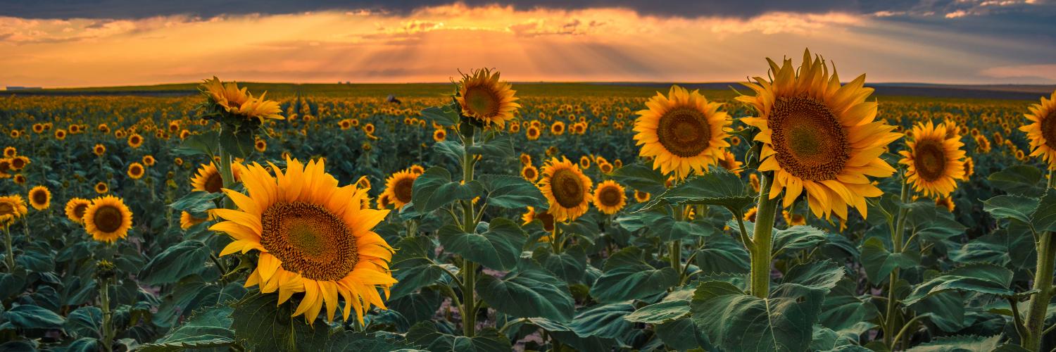 sunflowers