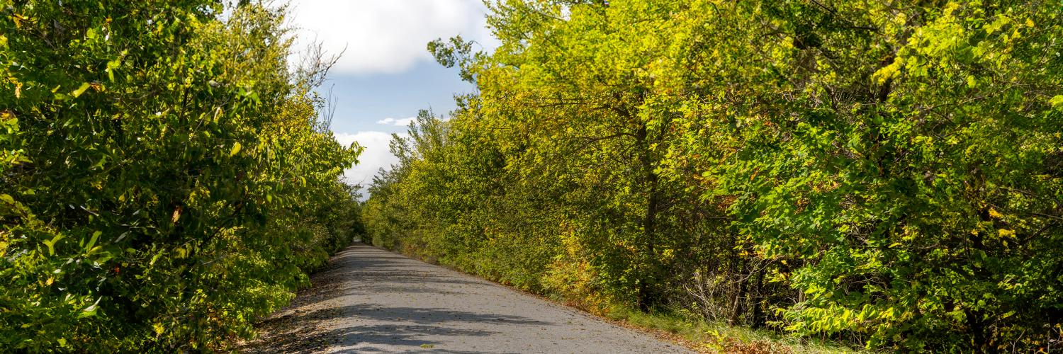 Trees lining a road