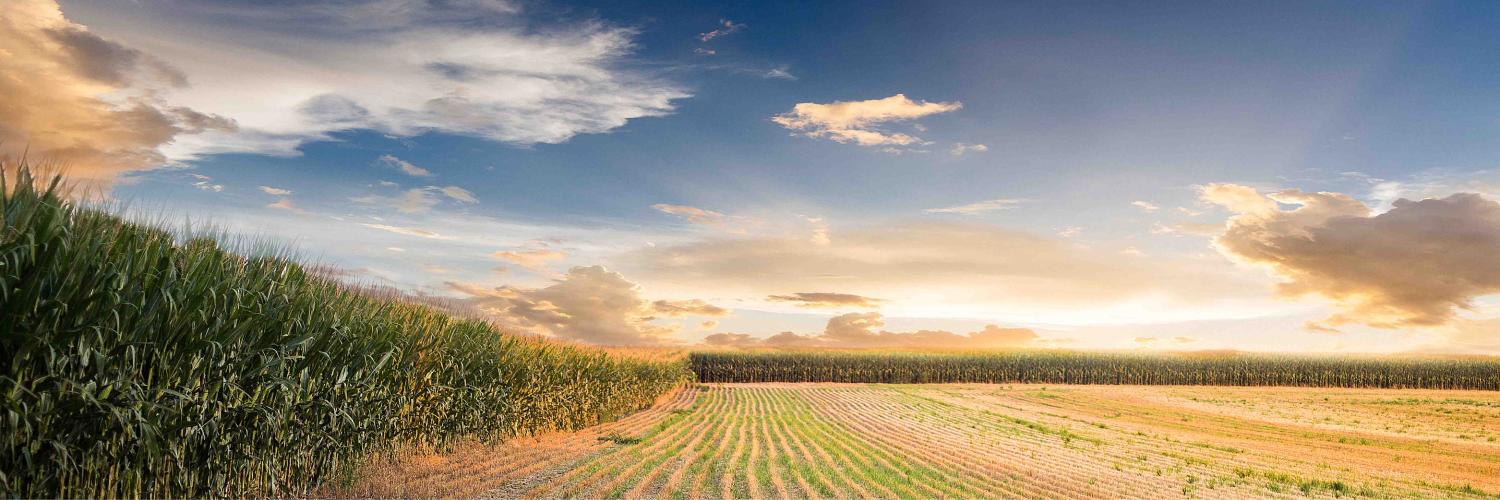 Sunrise over a cornfield