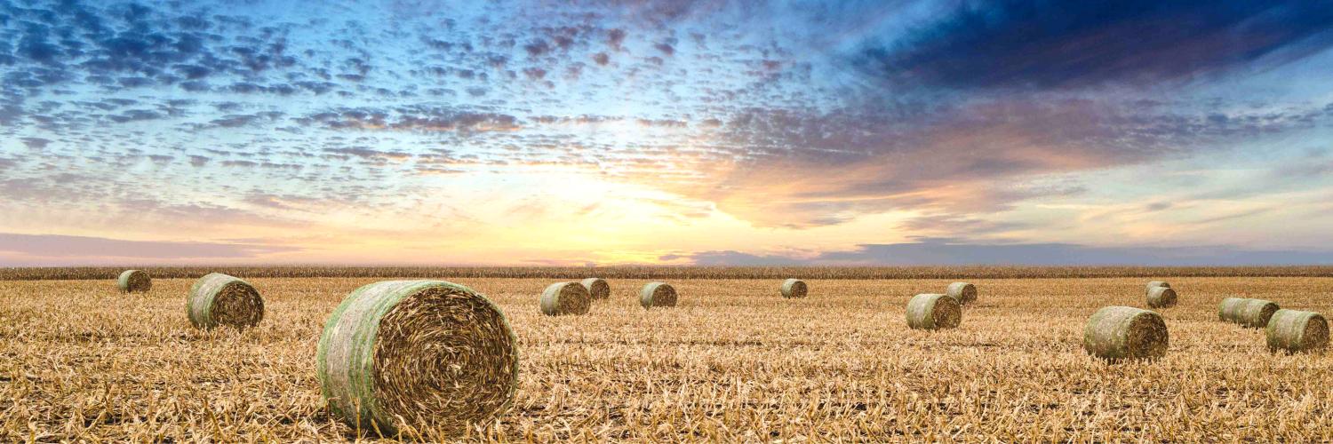 Hay bales in a field
